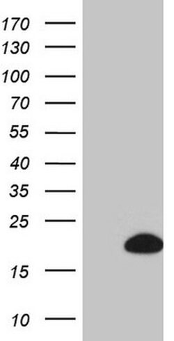 BTG2 Mouse anti-Human, Clone: OTI4C10, lyophilized, TrueMAB 100 &mu;g;