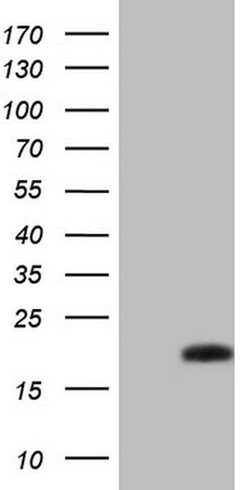 BTG2 Monoclonal Antibody (OTI4H8), TrueMAB , OriGene:Antibodies:Primary
