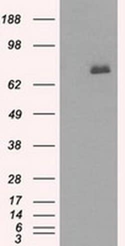 BTK Monoclonal Antibody (OTI12H4), TrueMAB , OriGene 30 &mu;L; Unconjugated:Antibodies,