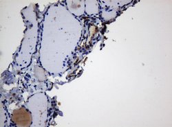 BTLA Mouse anti-Human, Clone: OTI4C2, lyophilized, TrueMAB 100 &mu;g; Unconjugated:Antibodies,