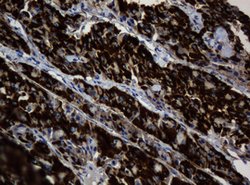 BTLA Mouse anti-Human, Clone: OTI4C2, lyophilized, TrueMAB 100 &mu;g; Unconjugated:Antibodies,