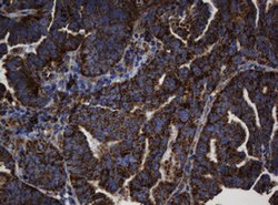 BTLA Mouse anti-Human, Clone: OTI4C2, lyophilized, TrueMAB 100 &mu;g; Unconjugated:Antibodies,