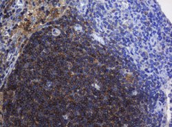 BTLA Mouse anti-Human, Clone: OTI4C2, lyophilized, TrueMAB 100 &mu;g; Unconjugated:Antibodies,