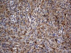 BTLA Mouse anti-Human, Clone: OTI4C2, lyophilized, TrueMAB 100 &mu;g; Unconjugated:Antibodies,