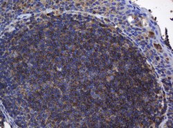 BTLA Mouse anti-Human, Clone: OTI4C2, lyophilized, TrueMAB 100 &mu;g; Unconjugated:Antibodies,