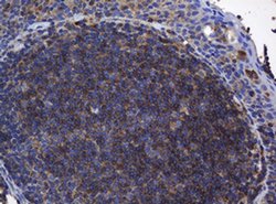 BTLA Monoclonal Antibody (OTI4C2), TrueMAB , OriGene 100 &mu;L; Unconjugated:Antibodies,