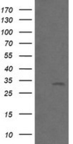 BTLA Mouse anti-Human, Clone: OTI4D6, lyophilized, TrueMAB 100 &mu;g; Unconjugated:Antibodies,