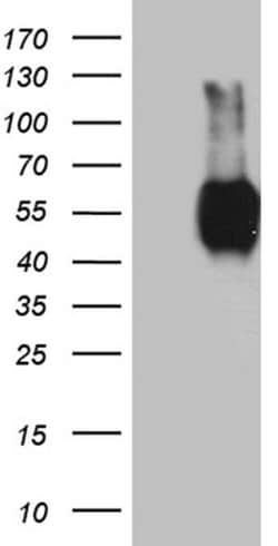 BTLA Mouse anti-Human, Clone: OTI2G2, liquid, TrueMAB 100 &mu;L; Unconjugated:Antibodies,