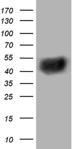 BTLA Mouse anti-Human, Clone: OTI2G2, liquid, TrueMAB 100 &mu;L; Unconjugated:Antibodies,