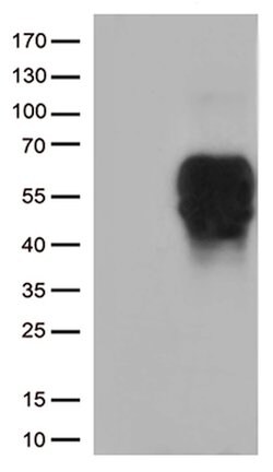 BTLA Mouse anti-Human, Clone: OTI9A10, lyophilized, TrueMAB 100 &mu;g;