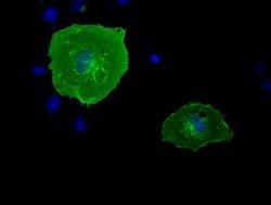 BTN1A1 Monoclonal Antibody (OTI4H2), TrueMAB , OriGene 30 &mu;L; Unconjugated:Antibodies,