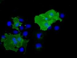 BTN1A1 Monoclonal Antibody (OTI1A6), TrueMAB , OriGene 30 &mu;L; Unconjugated:Antibodies,