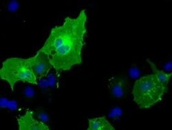 BTN1A1 Monoclonal Antibody (OTI1G9), TrueMAB , OriGene 100 &mu;L; Unconjugated:Antibodies,