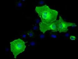 BTN1A1 Monoclonal Antibody (OTI1G2), TrueMAB , OriGene:Antibodies:Primary