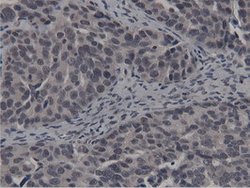 BTN1A1 Mouse anti-Canine, Human, Clone: OTI7B5, lyophilized, TrueMAB 100