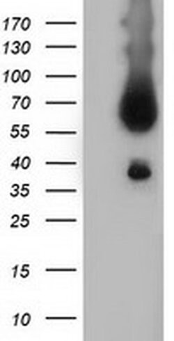 BTN1A1 Mouse anti-Human, Clone: OTI3B12, liquid, TrueMAB 100 &mu;L; Unconjugated:Antibodies,