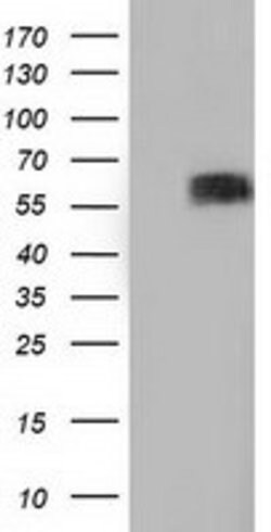 BTN1A1 Mouse anti-Canine, Human, Clone: OTI7B5, lyophilized, TrueMAB 100