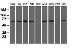 BTN1A1 Mouse anti-Canine, Human, Clone: OTI7B5, lyophilized, TrueMAB 100