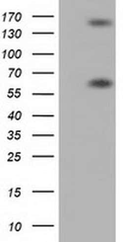 BTN1A1 Monoclonal Antibody (OTI1A6), TrueMAB , OriGene 30 &mu;L; Unconjugated:Antibodies,