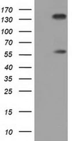BTN1A1 Monoclonal Antibody (OTI4H10), TrueMAB , OriGene 100 &mu;L; Unconjugated:Antibodies,