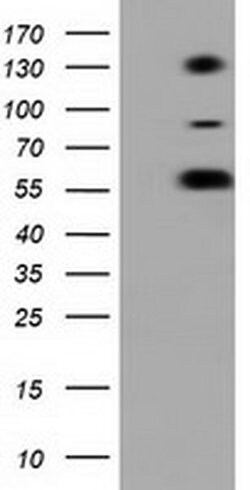 BTN1A1 Monoclonal Antibody (OTI1G9), TrueMAB , OriGene 100 &mu;L; Unconjugated:Antibodies,
