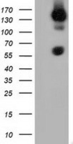 BTN1A1 Mouse anti-Canine, Human, Rat, Clone: OTI5E6, lyophilized, TrueMAB