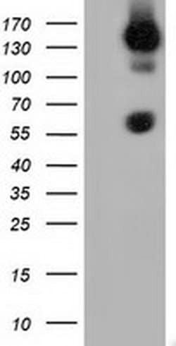 BTN1A1 Monoclonal Antibody (OTI5E6), TrueMAB , OriGene 100 &mu;L; Unconjugated:Antibodies,
