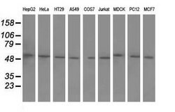 BTN1A1 Mouse anti-Canine, Human, Rat, Clone: OTI5E6, lyophilized, TrueMAB