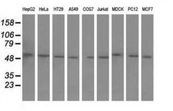 BTN1A1 Monoclonal Antibody (OTI5E6), TrueMAB , OriGene 100 &mu;L; Unconjugated:Antibodies,