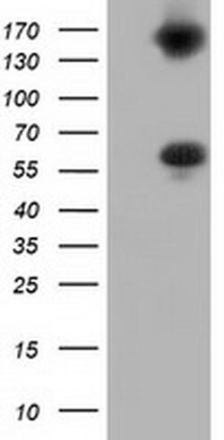 BTN1A1 Monoclonal Antibody (OTI1G2), TrueMAB , OriGene:Antibodies:Primary