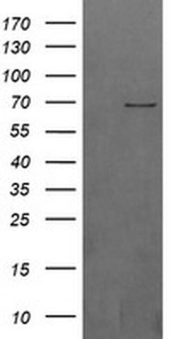 BTRC Monoclonal Antibody (OTI1F10), TrueMAB , OriGene 30 &mu;L; Unconjugated:Antibodies,