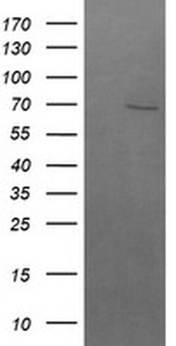 BTRC Mouse anti-Human, Clone: OTI2H2, liquid, TrueMAB 30 &mu;L; Unconjugated:Antibodies,