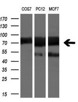 BTRC Mouse anti-Human, Clone: OTI2H2, liquid, TrueMAB 30 &mu;L; Unconjugated:Antibodies,