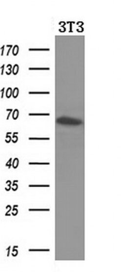 BTRC Mouse anti-Human, Clone: OTI2H2, liquid, TrueMAB 30 &mu;L; Unconjugated:Antibodies,