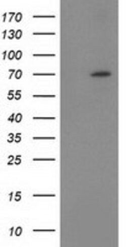 BTRC Mouse anti-Human, Clone: OTI1F3, lyophilized, TrueMAB 100 &mu;g; Unconjugated:Antibodies,