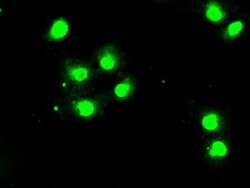 BUB1B Mouse anti-Human, Clone: OTI11G2, liquid, TrueMAB 100 &mu;L; Unconjugated:Antibodies,