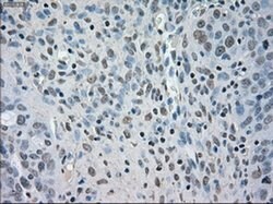 BUB1B Mouse anti-Human, Clone: OTI11G2, liquid, TrueMAB 100 &mu;L; Unconjugated:Antibodies,