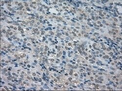 BUB1B Mouse anti-Human, Clone: OTI11G2, liquid, TrueMAB 100 &mu;L; Unconjugated:Antibodies,