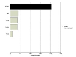 SMAD4 Monoclonal Antibody (SMD46 (DCS-46)), Invitrogen 500 &mu;L; Unconjugated:Antibodies,