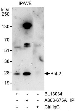 Bcl-2 Rabbit anti-Human, Polyclonal, Bethyl Laboratories 10 &mu;L; Unconjugated:Antibodies,
