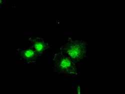 Bcl-XL Mouse anti-Human, Clone: OTI4A9, liquid, TrueMAB 100 &mu;L; Unconjugated:Antibodies,
