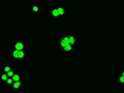 Bcl-XL Mouse anti-Human, Clone: OTI4A9, liquid, TrueMAB 100 &mu;L; Unconjugated:Antibodies,