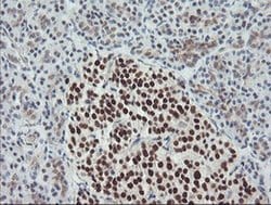 Bcl-XL Mouse anti-Human, Clone: OTI4A9, liquid, TrueMAB 100 &mu;L; Unconjugated:Antibodies,