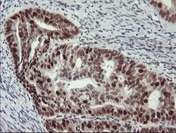 Bcl-XL Mouse anti-Human, Clone: OTI4A9, liquid, TrueMAB 100 &mu;L; Unconjugated:Antibodies,