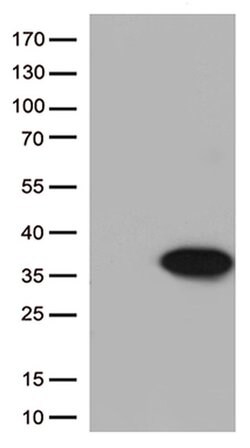 Bcl-XL Mouse anti-Human, Clone: OTI4A9, liquid, TrueMAB 100 &mu;L; Unconjugated:Antibodies,