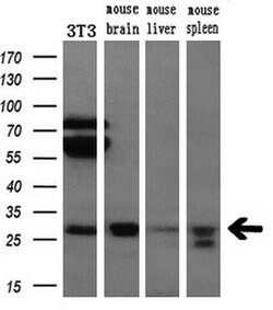 Bcl-XL Mouse anti-Human, Clone: OTI4A9, liquid, TrueMAB 100 &mu;L; Unconjugated:Antibodies,
