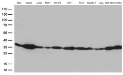 Bcl-XL Mouse anti-Human, Clone: OTI4A9, liquid, TrueMAB 100 &mu;L; Unconjugated:Antibodies,