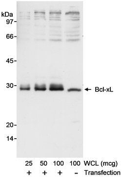 Bcl-xL Rabbit anti-Human, Polyclonal, Bethyl Laboratories 100 &mu;L; Unconjugated:Antibodies,