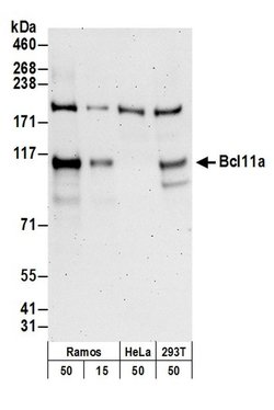 Bcl11a Polyclonal Antibody, Bethyl Laboratories:Antibodies:Primary Antibodies