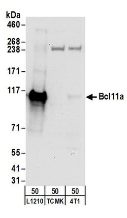 Bcl11a Rabbit anti-Human, Mouse, Polyclonal, Bethyl Laboratories 100 &mu;L;